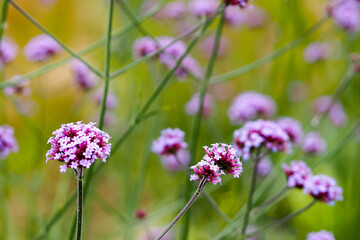 small purple tall wildflowers close