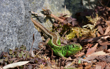 Eine unter Naturschutz stehende Zauneidechse