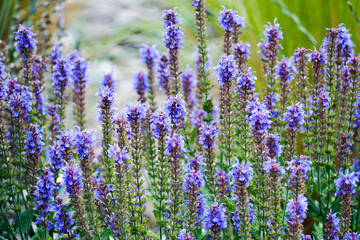 Naklejka premium many small blue sage flowers with green leaves in the garden . fragrant flowers