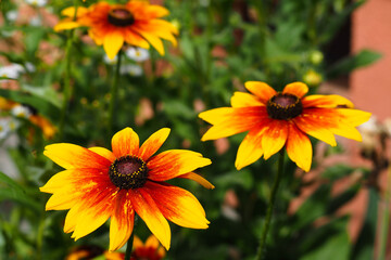 three large yellow-and-red booth rudbeckia with the green background near the house . summer bright flowers