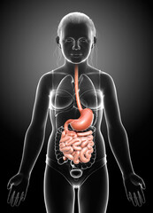 3d rendered, medically accurate illustration of a young girl stomach and small intestine