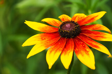 large yellow-red Bud of rudbeckia on a green background . bright colours