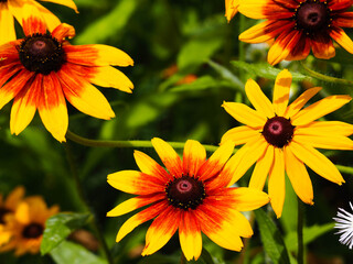 a perennial plant rudbeckia with yellow flowers growing in the garden on a summer day . many yellow flower buds