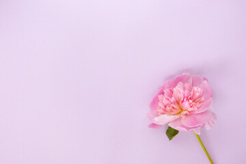 Delicate pink peony flower on light purple background.