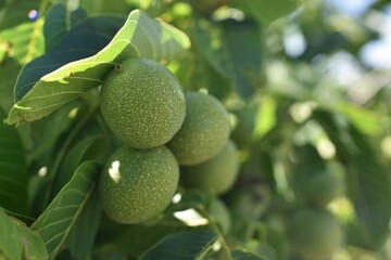 green walnuts on tree