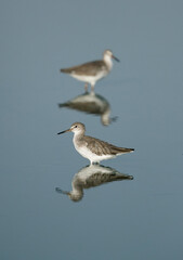 Redshanks at Eker coast, Bahrain
