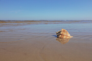 A large shell on a sandy beach, on the edge of the water. focus on the shell. sunny day