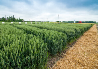 rows of sectors winter wheat field demo cereals