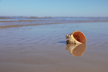 A large shell on a sandy beach, on the edge of the water. focus on the shell. sunny day