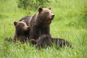 Brown bear,ursus arctos, family resting on meadow during the summer. Mammal mother with cubs sitting in grass with blurred background. Wild animals lying on field.