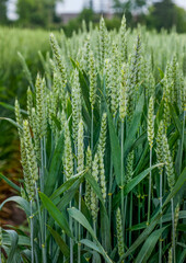close up of new varieties in winter wheat, demo sectors
