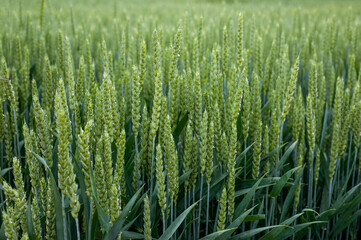 Close up of Green ears of young winter wheat - obrazy, fototapety, plakaty