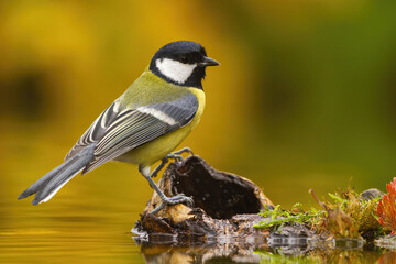 Colorful Great tit, parus major, sitting on wood above water pond in autumn. Little bird resting in...