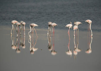 Fototapeta premium Greater Flamingos reflection while feeding at Eker coast, Bahrain