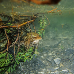 European toad (Bufo bufo), mating, male and female underwater in spring