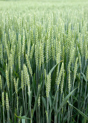 new varieties in winter wheat, demo sectors
