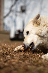 Naklejka na ściany i meble Selective focus on a white shepherd dog lying on the grass and eating a bone. Copy Space. Pets