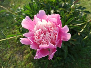 pink flower