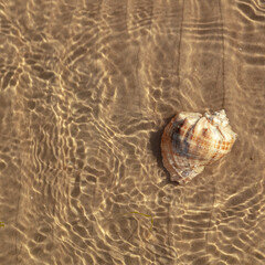 seashell in water. Close-up. There is a place for text. Concept: relax, vacation