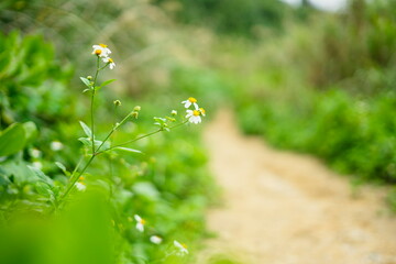 タチアワユキセンダングサ
Bidens pilosa var. radiata