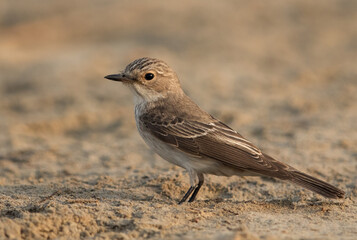 Spotted Flycatcher at Bahrain