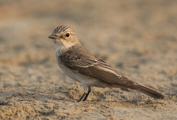 Closeup of a Spotted Flycatcher, Bahrain