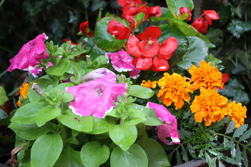 Bunte Blumendekoration im Sommerregen