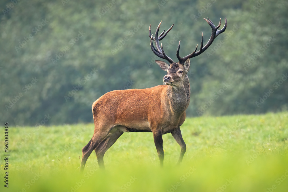 Wall mural majestic red deer, cervus elaphus, standing on meadow in summer nature. dominant male mammal with ma