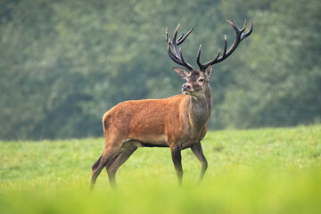 Naklejka na ściany i meble Majestic red deer, cervus elaphus, standing on meadow in summer nature. Dominant male mammal with massive antlers looking into camera on green field. Strong wild animal observing his territory.