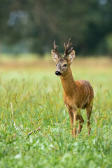 Majestic roe deer, capreolus capreolus, standing on meadow during the summer. Dominance buck...