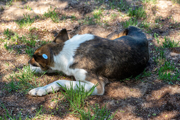 A stray neutered dog with a chip in its ear. Sad mongrel lying on the ground. Abandoned lone pet on the grass in a summer Park