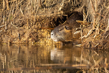 Calm nutria, myocastor coypus, resting in burrow in summertime. Uninterrupted coypu laying on lair...