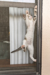 A kitten climbing a window screen
