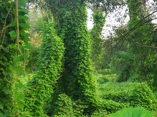 The forest is covered with a trailing plant called Pueraria. The mystical forest of Kudzu.
