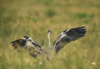 Grey Heron landing with wide spread wings, Bahrain