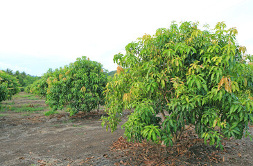 Fototapeta na wymiar Growing Mango field in valley of Thailand