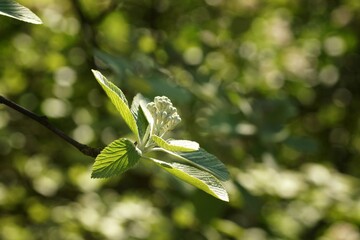Spring tree branch with young leaves and flower buds, fuzzy background, bokeh and copy space
