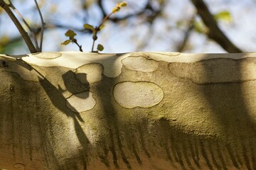 Platanus, bough texture, light and shadow, fuzzy background, copy space

