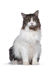 Senior Norwegian Forestcat, sitting facing front. Looking away from camera with green eyes. Isolated on white background.