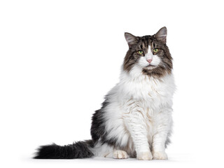 Senior Norwegian Forestcat, sitting side ways facing front. Looking away from camera with green...