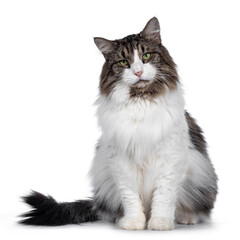 Senior Norwegian Forestcat, sitting facing front. Looking straight at camera with green eyes. Isolated on white background.