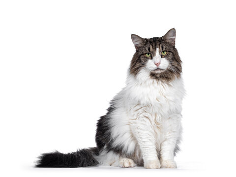 Senior Norwegian Forestcat, sitting side ways facing front. Looking away from camera with green eyes. Isolated on white background.