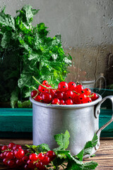 Red currants on a black background. Fresh berries