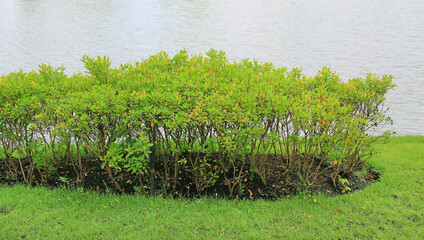 Bush of flowers near pond on the background of water.