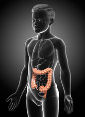 3d rendered, medically accurate illustration of boy large intestine anatomy