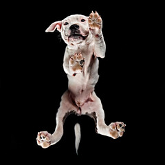 Staffordshire Bull Terrier standing on an invisible table