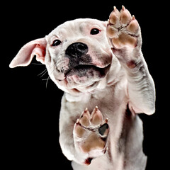 Staffordshire Bull Terrier standing on an invisible table