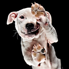 Staffordshire Bull Terrier standing on an invisible table