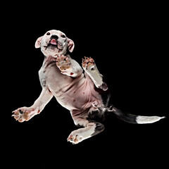 Staffordshire Bull Terrier standing on an invisible table