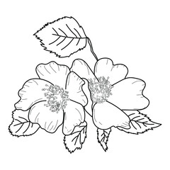 Botanical sketch rosehip flower, blossom vector illustration, outline nature art for design and creativity